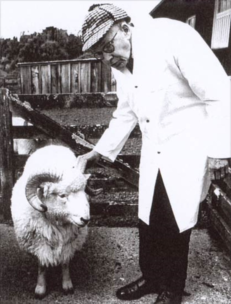 NZ Bred Sheep - Geoffrey Peren, Francis Dry and James Little