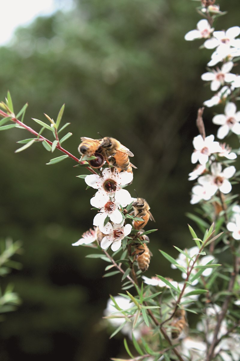 Manuka Honey - Professor Peter Molan