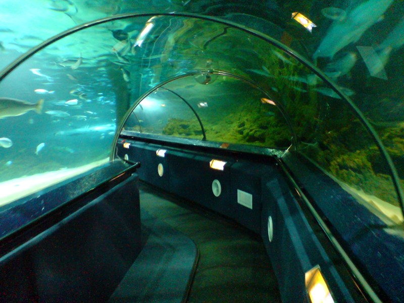 Aquarium Tunnel - Kelly Tarlton