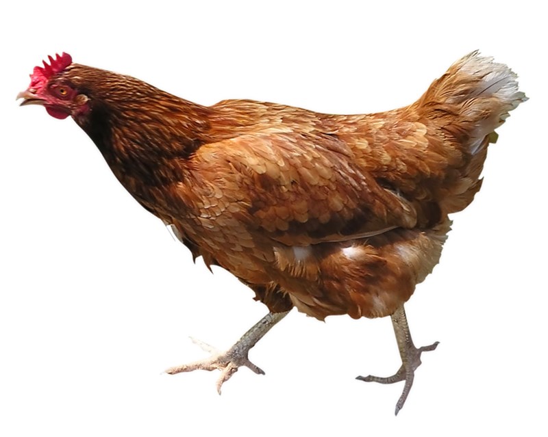 Chicken switch - Robert Ellis